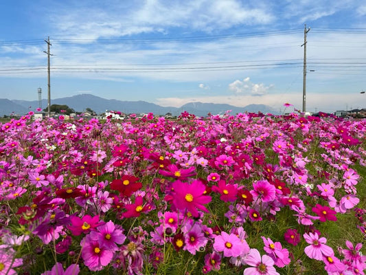 秋のコスモス畑に、地域の人たちの手仕事。