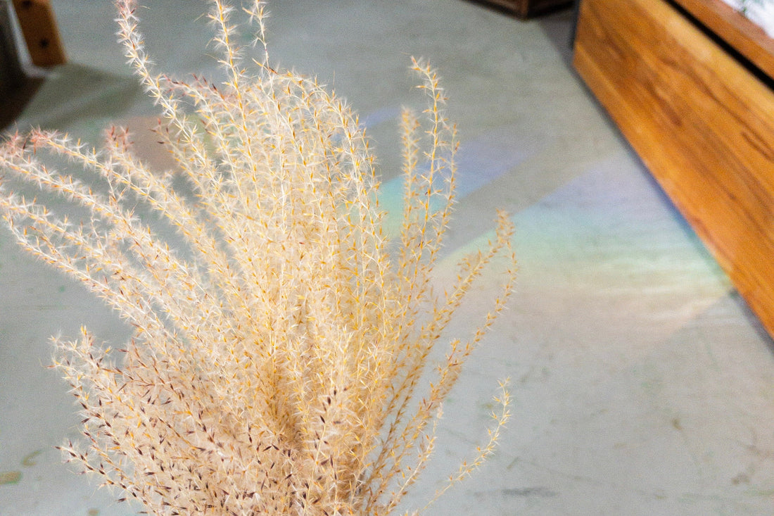 すすきの穂🌾