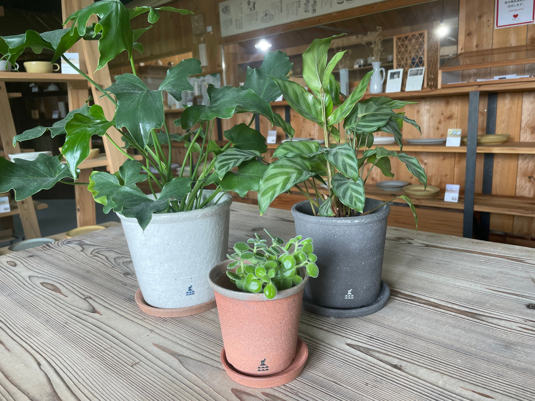 育てやすいおすすめ観葉植物3選🍃